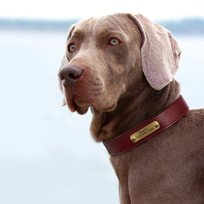 Custom Dog Collar Leather