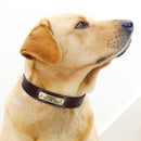Custom Dog Collar Leather