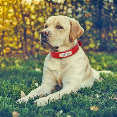 Custom Dog Collar Leather