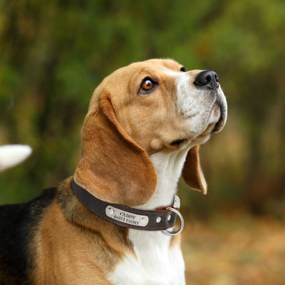 Custom Dog Collar Leather