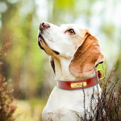Custom Dog Collar Leather