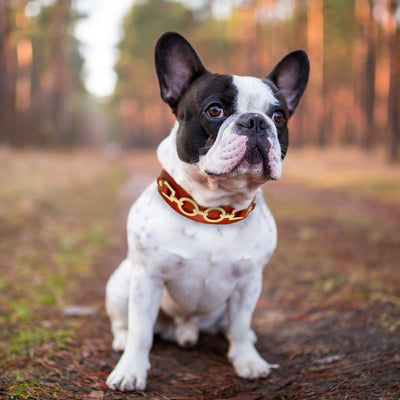 Rhinestone Cool Metal Leather Dogs Collars
