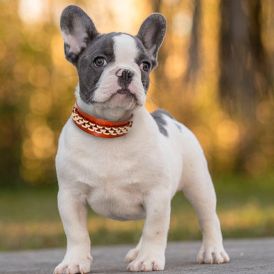 Rhinestone Cool Metal Leather Dogs Collars